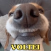 CACHORROS ENGRAÇADINHOS 🐶 11