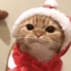 Natal dos bichinhos 🎄🎅🏻🐶🐱 12