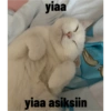 Biyu 13