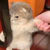 GATINHOS  5