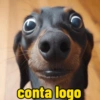 Memes gatos e cachorros 15