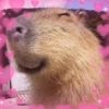CAPYBARA ♥️🌻 7