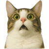 ✨️ Modo Gato 🐈🐱🐈‍⬛ 13