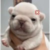 Perro Pibble Meme 🐾 8