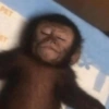 Monos muy monitos 🐒🐵🐒 2