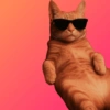 Cat cute 6
