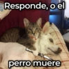 Sta นตรี Responde, o el perro muere
