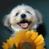 🌻 Flores amarillas 💐perros 2🐕 7