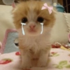 Kitty cat 13