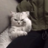GATINHOS  10