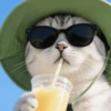 🧿Gatitos Gatos Miau🐱🐈 20