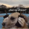 ¿Qué me ofreces? DEAR TOALL A
