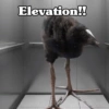 🧿 Kiwi meme Damn🦩🥝 6