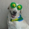 Independência do Brasil 9