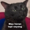 Kucing Gemoy 10
