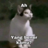Kucing Gemoy 5