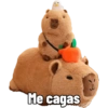 Capibara capibara capibara 6