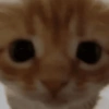 Gatitos. | @ocenferios  Haki. 15