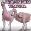 REAÇÕES DO ZAP 12