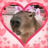 CAPYBARA ♥️🌻 13