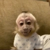 Macaco macaquitos 5