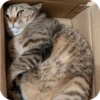 Cat Meme 9