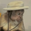 MACACOS ENGRAÇADOS 🐵🤣 10