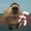 CAPYBARA ♥️🌻 14