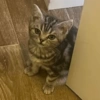 Catscatacats9 7