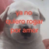 va no quiero rogar por amor
