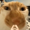 Gatos Random 2😼🪷 26