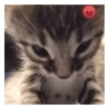 Kucing imut 2 8