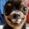 Pinscher e Chihuahua MEMES 18