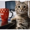 Gatitos Bonitos 2 😺💥💕 11