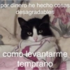 Gatos Raros😼🎩 8