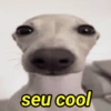 Doguinhos engraçados😂👇 6