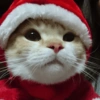 Natal dos bichinhos 🎄🎅🏻🐶🐱 11