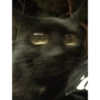 Catscatacats9 24