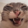 Rigby the Cat🐱🤪✨ 5