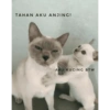 Meme + Kelantan 14