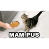 MAM PUS