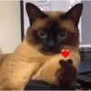 Cats reage 6