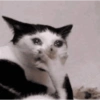 Cat Meme 9