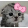 Kitty cat 8