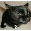 ?