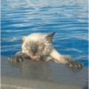 Cat meme 19
