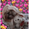 🐱🐾🐶 irl pets l 🐶🐾🐱 9