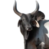 Corno meme  11