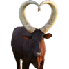 Corno meme  8