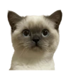 Kucing 13
